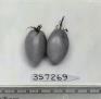 Click for 1 image(s) for this accession. FRUIT